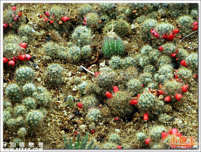 仙湖植物園門票能不能取消？