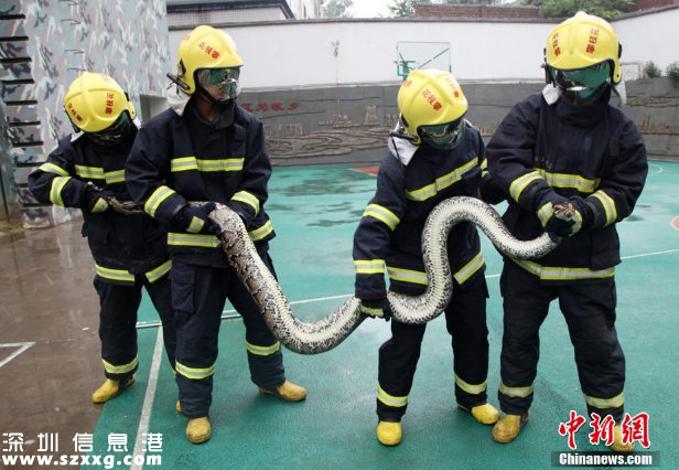 攀枝花現(xiàn)4米長(zhǎng)蛇 蟒蛇口腔內(nèi)牙齒清晰可見(jiàn)
