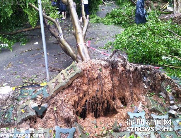 臺風妮妲在深圳的全部歷程 從出生到結(jié)尾