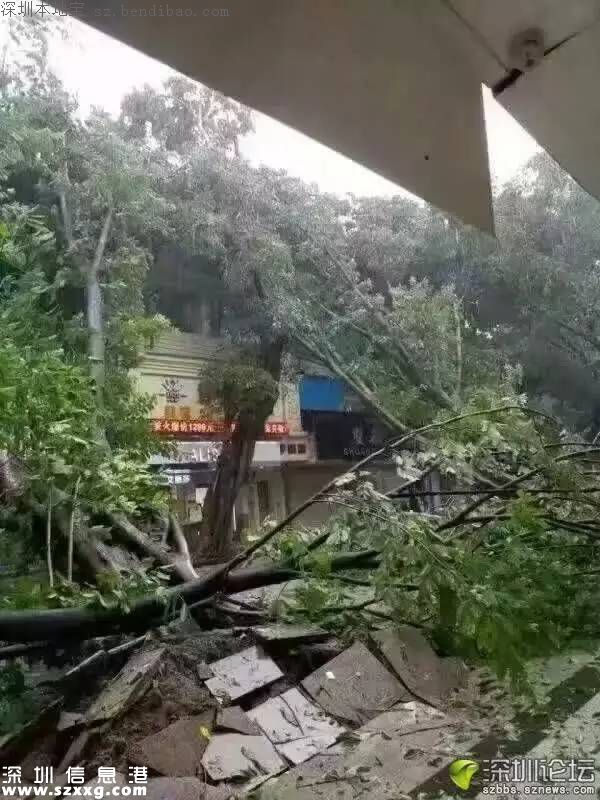 臺風(fēng)中1313棵樹被摧毀 倒伏的樹木如何處置？