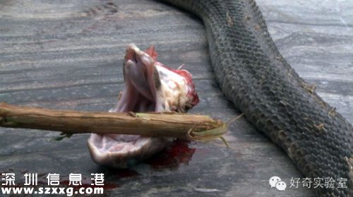 遼寧殺蛇人吃蛇無數變成蛇人 身上長滿魚鱗狀表皮令人毛骨悚然