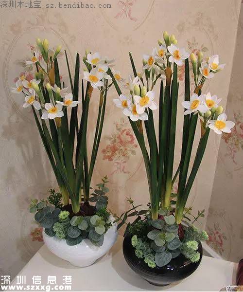 春節(jié)買什么年花？不同花有什么不同寓意？