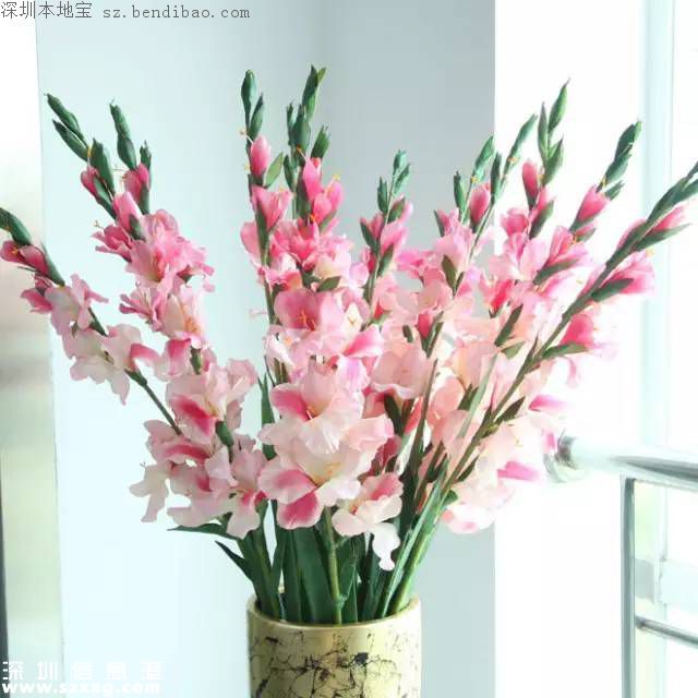 春節(jié)買什么年花？不同花有什么不同寓意？