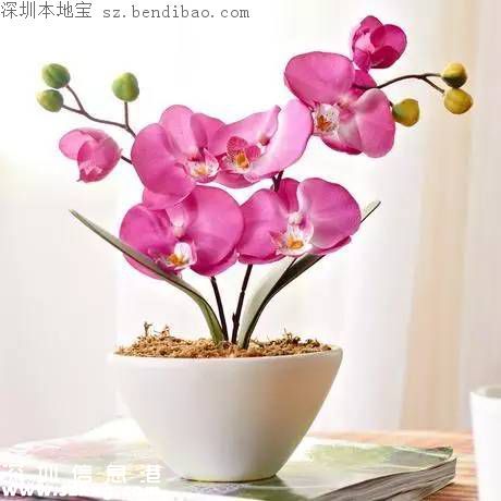 春節(jié)買什么年花？不同花有什么不同寓意？