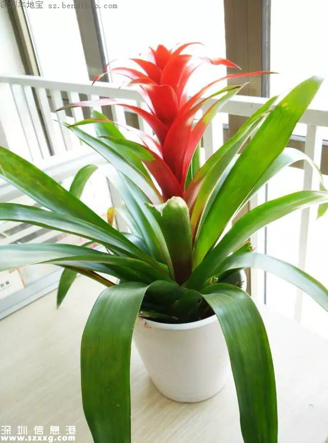 春節(jié)買什么年花？不同花有什么不同寓意？