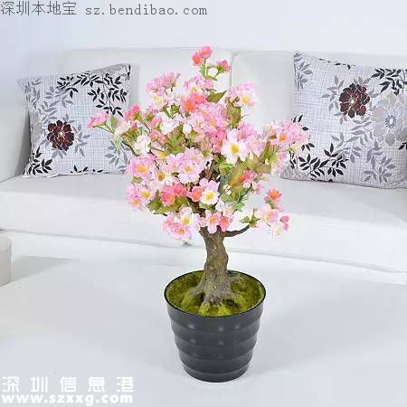 春節(jié)買什么年花？不同花有什么不同寓意？
