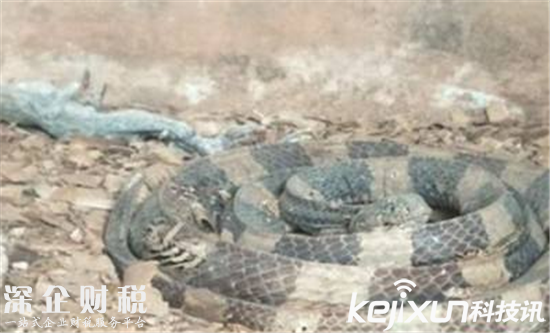 海口動物園成煉獄:滿眼全都是動物尸體 太可怕