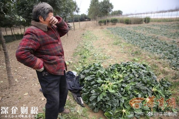 100公斤菠菜才賣(mài)26元 菜農(nóng)忍不住哭了辛苦一季才得這么少的錢(qián)