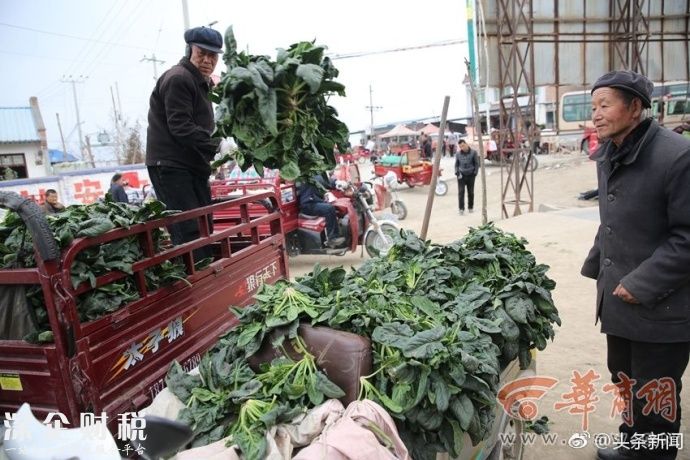 100公斤菠菜才賣(mài)26元 菜農(nóng)忍不住哭了辛苦一季才得這么少的錢(qián)